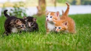 They are talkative and opinionated. Ten Most Popular Kitty Names In 2014 Abc7 Los Angeles