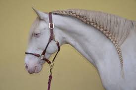 cavallo leserfotos mahne und schweif einflechten pferde frisuren pferdefrisuren pferdemahne