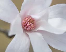 Image result for Magnolia White 1980 Amos and Sons