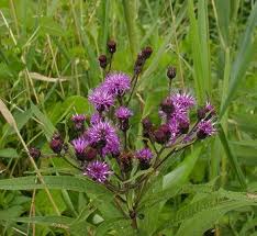 Image result for Vernonia myriantha
