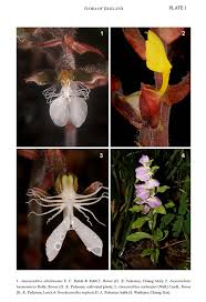 Image result for Brachycorythis