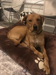 Labrador retrievers for sale in greenville, nc | dogs on oodle classifieds Golden Retriever Puppies For Adoption In Nc The Y Guide
