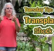Transplant Shock Therapy - What Your Plant Wants You to Know