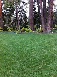90 10 Tall Fescue Bluegrass Shade Tolerant Traditional Grass Tall Fescue Planting Plan Fescue