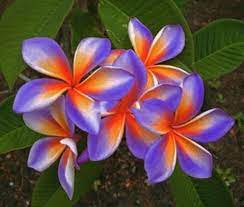 Pin On Container Gardening Flowers