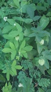 Image result for Dalechampia scandens