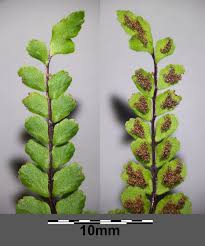 Image result for Trichomanes