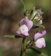 Image result for Misopates