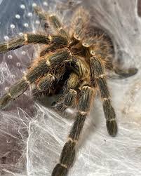 Image result for Pteris kivuensis