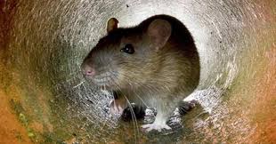 Simptom dan tanda kencing tikus. Penyakit Akibat Kencing Tikus Merebak Di Sleman 1 Orang Meninggal Okezone News