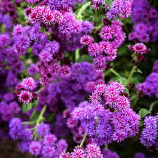 Image result for Ageratum