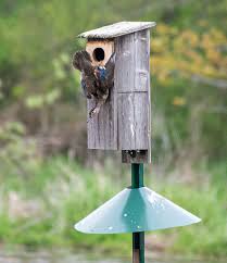 Fewer raw cavities are available. Nest Box Friday Feathered Feature Madison Audubon