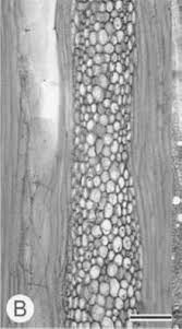 Image result for Albertisia exelliana