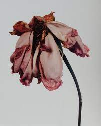 Pin By Kate Wilkerson On Modern Myth Persephone Irving Penn Flowers Dying Flowers Irving Penn