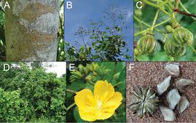 Image result for Crossopetalum mossambicense