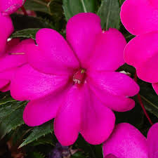 Image result for Impatiens sylvicola