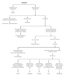 Classification Of Animals Chordata