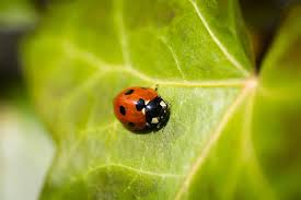 The pest control industry itself has also matured significantly. Pest Control San Diego Carmel Valley Pest Control North San Diego County