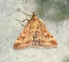 Image result for Pyrausta despicata