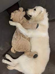 do all golden retrievers own this stuffed animals super cute goldenretriever 3 retriever mix golden retriever corgi mix retriever