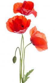 Bouquet de coquelicots en vase de verre isolées sur fond blanc. Bouquet De Coquelicots Rouges Isole Sur Blanc Bouquet De Coquelicots Coquelicots Rouges Fleur De Pavot