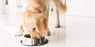 Explore other popular pets near you from over 7 million businesses with over 142 million reviews and opinions from yelpers. Pet Stores To Stay Open During Coronavirus Closures