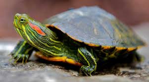 Red eared sliders in ponds: Indoor Red Eared Slider Aquarium Compatible Tankmates