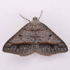 Image result for Dignathia gracilis