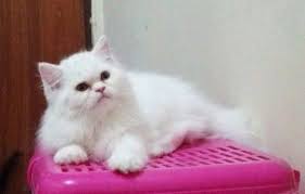 Banyak orang berpikir bahwa kedua tipe kucing sangat sulit dibedakan. Gambar Kucing Persia Peaknose Perbedaan 4 Jenis Kucing Persia Yang Bagus Dan Cara Merawat Arsip Ready Adop Kucing Persia Gambar Kucing Lucu Menggambar Kucing