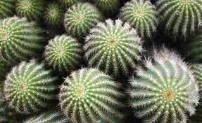 Fiori e piante per il balcone e il giardino! 8 Piante Che Resistono Al Freddo E Al Gelo Per Un Giardino Sempre Rigoglioso Leitv