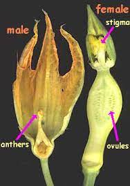Check spelling or type a new query. Squash Flowers