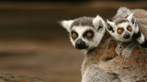 See all the videos uploaded to the national geographic channel website. Watch Madagascar S Legendary Lemurs Videos Online National Geographic Channel International