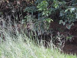 Image result for Elytrophorus spicatus