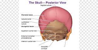 Check spelling or type a new query. Human Body Skull Anatomy External Occipital Protuberance Human Back Of Skull Face Human Png Pngegg