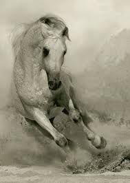 My Mom Just Bought This Pick It S On A Canvas In Her Room And Its Life Size It S Beautiful Horses Andalusian Horse Horse Pictures
