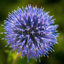 Image result for globe thistle