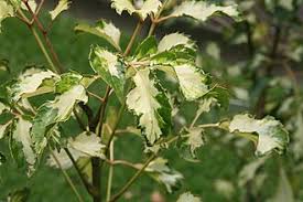 Image result for Polyscias guilfoylei