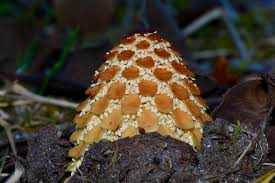 Image result for Balanophoraceae