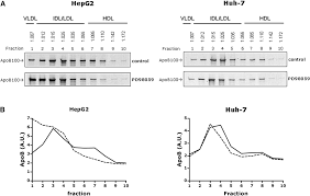 Huh-7 or HepG2 cells: which is the better model for studying human  apolipoprotein-B100 assembly and secretion?[S]