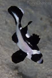Black And White Heniochus Beautiful This Photographer Does Some Nice Work Juvenile Black Snapper By Tony Cherbas Ocean Creatures Ocean Animals Sea Fish
