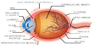 It consists of many different parts that work together to provide visual information to the. Eye Care Egypt