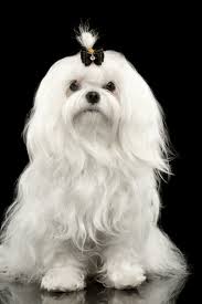 Black And White Maltese Puppy Portrait Of Serious White Maltese Dog Sitting With Tie Looking In Camera Isolated On Black Background In 2020 Maltese Dog Sitting Dogs