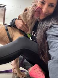 Fostering is one of the greatest gifts you can give a shelter dog — an...