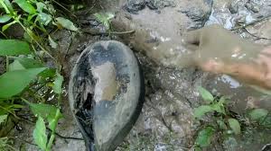 Mencari Kijing Kerang Air Tawar Youtube