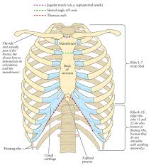 The thoracic cage takes the form of a domed bird cage with the horizontal bars formed by ribs and costal cartilages. Anatomy Of Thoracic Cage Anatomy Drawing Diagram