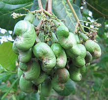 It is cultivated because of its edible fruit and seeds. Cashew Wikipedia