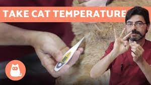 4 Ways To Check A Cat For Fever Wikihow