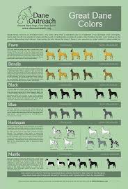 Unlike smaller breeds, it's generally recommended that you wait until at least great dane growth is a thoughful point for the dog parents. Great Dane Colors Great Dane Colors Dane Puppies Great Dane Puppy