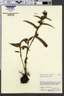 Image result for Commelina triangulispatha