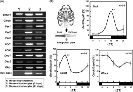 Many san antonio homeowners use diy remedies to eliminate minor bug problems in their home. Clock Genes Influence Gene Expression In Growth Plate And Endochondral Ossification In Mice Journal Of Biological Chemistry